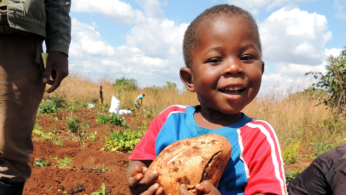 African boy holding sweetpotato just harvested from the field behind him