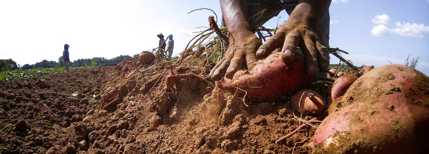 farmworker harvesting sweetpotatoes with hands