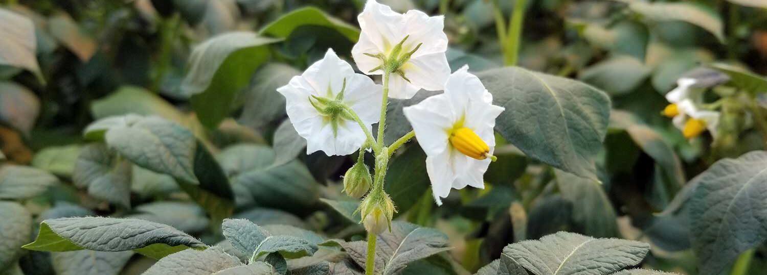 potato flower bud