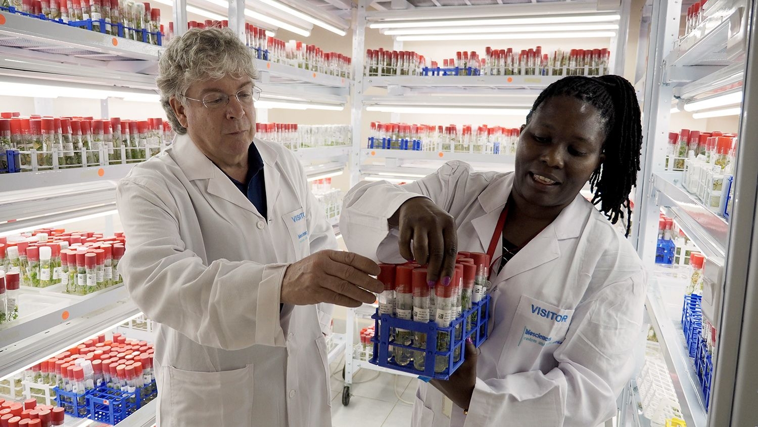 Craig Yencho and Mercy Kitavi work with sweet potato samples in a lab in Nairobi, Kenya.