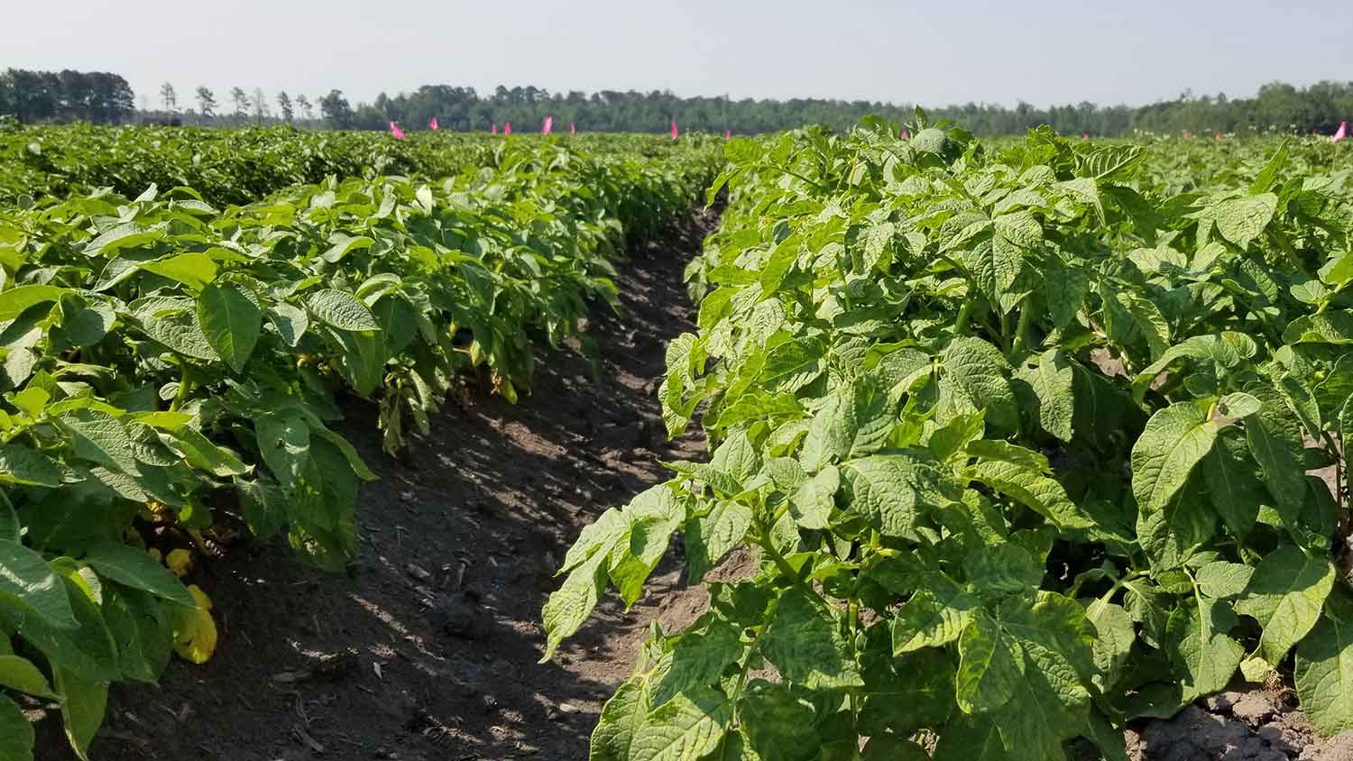 potatoes in field